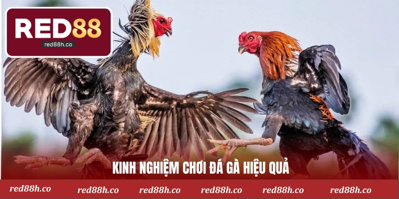 Chiến thuật chơi đá gà đỉnh cao